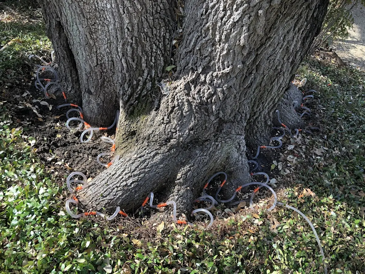 Detailed Tree Cabling and Bracing job site in Vossburg