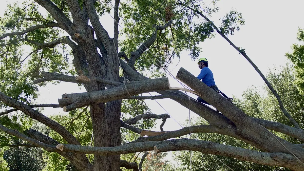 Professional Crown Thinning performed by certified arborists in Vossburg