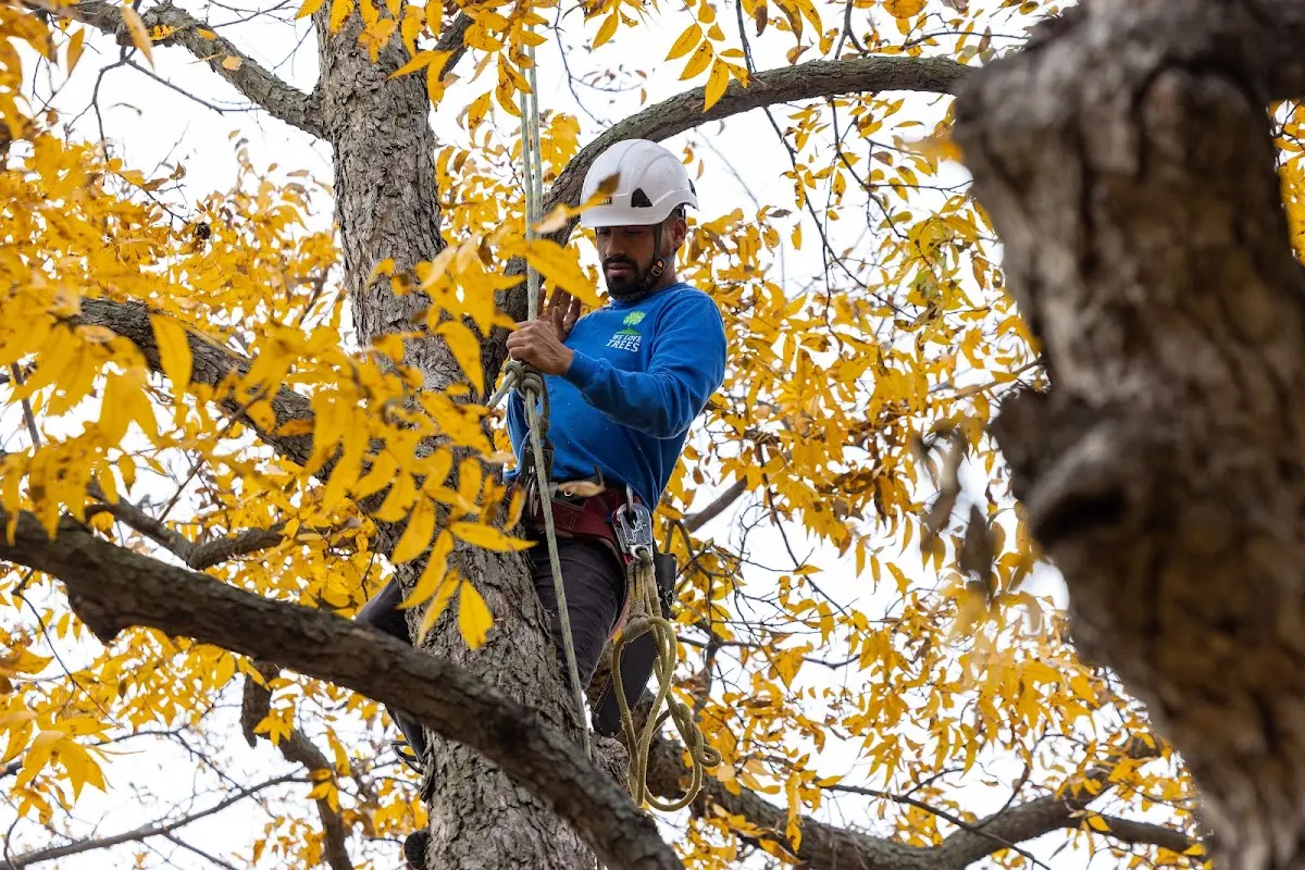 Skilled Storm Damage Cleanup crew working in Vossburg
